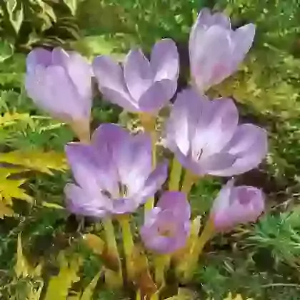 Giant